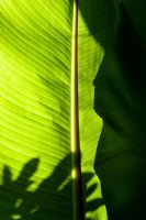La lumière du soleil qui brille à travers les feuilles d'Ensete ventricosum dans le jardin exotique de Great Dixter