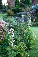 Morina longifolia en parterre de fleurs mixtes - Kilver Court Gardens