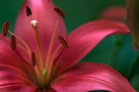 Lilium - lis asiatique