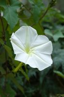 Ipomoea alba - Moonflower, floraison nocturne