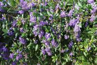 Hardenbergia comptoniana