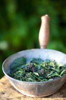 Brassica oleracea - cueilli le brocoli pourpre germé dans une casserole