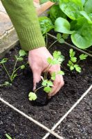 Plantation de plants de coriandre dans des parterres conçus pour le jardinage en pieds carrés