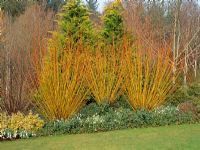 Parterre d'hiver avec Salix vitellina 'Britzensis', Galanthus et Euonymus - RHS Rosemoor