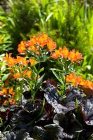 Feuillage Heuchera et fleurs Hemerocallis