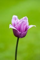 Tulipa 'Blue Heron' - Tulipe à franges