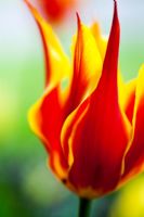 Tulipa 'Synaeda King' - Tulipe à fleurs de Lys