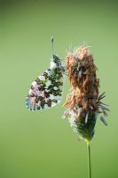 Anthocharis cardamines - Papillon à pointe orange sur l'herbe sauvage