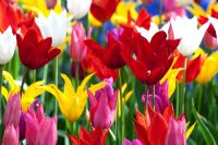 Tulipa - Tulipes multicolores à fleurs de lys