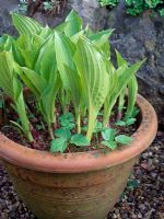 Hosta en pot avec Aegopodium podagraria, Ground Elder poussant comme une mauvaise herbe