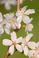 Prunus incisa 'Lotte' - Cerisier nain à fleurs idéal pour les terrasses et les pots