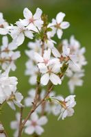 Prunus incisa 'Lotte' - Cerisier nain à fleurs idéal pour les terrasses et les pots