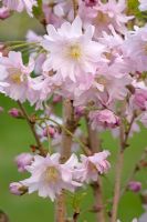 Prunus incisa 'Oshidori' - Cerisier nain à fleurs idéal pour les terrasses et les pots