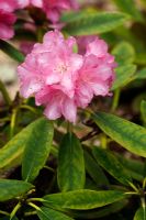 Rhododendron 'Rosy Dreams'