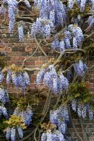 Wisteria floribunda - Wisteria 'burford' fleurs à Waterperry Gardens, Oxfordshire