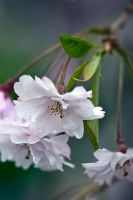 Prunus subhirtella 'Pendula Plena Rosea' - Cerisier pleureur