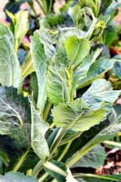 Les pousses de la nouvelle croissance du chou d'hiver précédemment récolté font d'excellents légumes verts de printemps