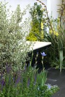 Banc entouré de Pittosporum, Verbascum, Iris et Salvia. The Credit Crunch - The Banker's Garden - Médaille de la flore dorée argent pour Urban Garden au RHS Chelsea Flower Show 2009