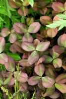 Trifolium repens 'Purpuracens' dans Nature Ascending Garden - Médaillé d'or pour Urban Garden au RHS Chelsea Flower Show 2009