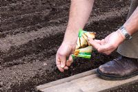 Semer les graines de panais 'F1 Albion' en rangées et utiliser une planche de bois pour répartir le poids