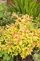 Bouquet formant un arbuste à feuilles caduques, Spiraea japonica 'Goldflame' a des jeunes feuilles de bronze à rouge devenant jaune vif puis vert moyen et rose