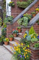 Pots en terre cuite avec alto et Erysimum sur les marches menant à la maison au jardin Four Seasons NGS, Staffordshire