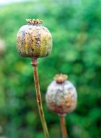 Papaver - Têtes de graines de pavot dans le jardin empoisonné d'Alnwick