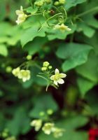 Bryonia dioica - Bryony blanc au jardin de poison d'Alnwick