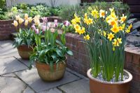 Bulbes de printemps en pots sur terrasse, Narcisse 'Suzy', Tulipa 'Hot Pants' et Tulipa 'Fuer Elise'