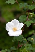 Rubus 'Beneden' - Ronce ornementale