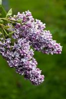 Syringa vulgaris 'Président Grevy'