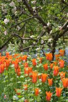 Tulipa, Alliaria petiolata, Myosotis et arbre fruitier avec fleur - Poulton Hall, jardin NGS, Cheshire