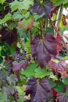 Vitis vinifera 'Spetchley Red'