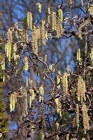 Corylus avellana 'Contorta' à Bodenham Arboretum
