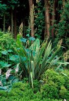 Parterre de fleurs sur le côté sud de la pelouse avec Hebe rakaiensis ci-dessous Phormium tenax avec Macleaya cordata et troncs de Thuja occidentalis derrière - Chambre basse, Cusop, près de Hay-On-Wye