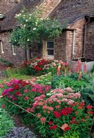 Le jardin Bothy avec Sweet Williams en parterres de fleurs et Rosa 'Iceberg' sur le mur - Cefntilla