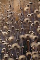 Pépins de Phlomis tuberosa 'Amazone'