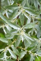 Elaeagnus angustifolia 'Quicksilver' - Olive russe