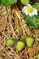 Fragaria - Maturation des fraises paillées avec de la paille en mai