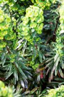 Euphorbia 'Martini' avec mouche blanche