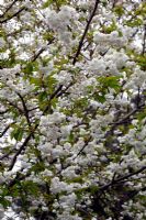 Prunus avium 'Plena' Double Gean ou Cerise sauvage