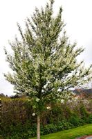 Prunus padus 'Watereri' - Cerisier des oiseaux