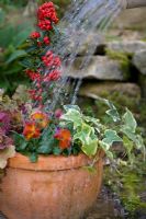 Planter un pot d'automne mixte - Arroser