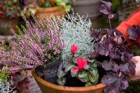 Planter un pot d'automne mixte - Calocephalus, Calluna, Heuchera et Cyclamen