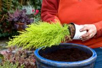 Planter un pot d'automne mixte - Ajout de Cupressus 'Goldcrest'