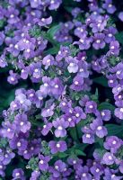 Nemesia aromatica 'True Blue'