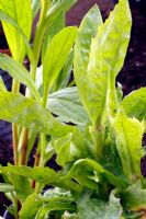 Helenium 'Waldtraut' avec infection virale dans la plante avant avec des bords de feuilles ondulées et une croissance déformée, plante arrière saine, vecteurs et insectes suceurs de feuilles