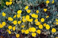 Hélianthemum 'Saint John's College Yellow'