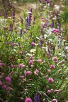 Allium schoenoprasum - Ciboulette, Salvia et Leucanthemum vulgare - marguerites oculaires
