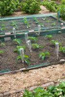 Jeunes plants de légumes protégés par un filet